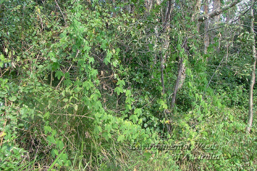 گل ساعتی سفید - معرفی درختان میوه